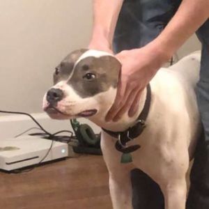 Meet your Posher, Grayson